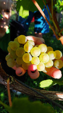 Fornazarič Chardonnay 2015 White Wine (Low Stock-Sold Out Price)