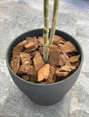 バークチップ 【Lサイズ / 50リットル】 園芸 ガーデニング マルチング材 松　50L