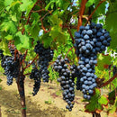 [Slovenian Wine] Red Semi-dry Rubino 2018 Red Wine Full Body Fornazaric Slovenia fornazaric Christmas Party Liquor Home Party House Only 