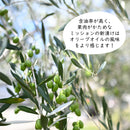 100％小豆島産オリーブの新漬け　（塩分控えめ）