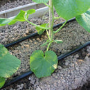 Uniram CNL (Netafim) Length: 400m