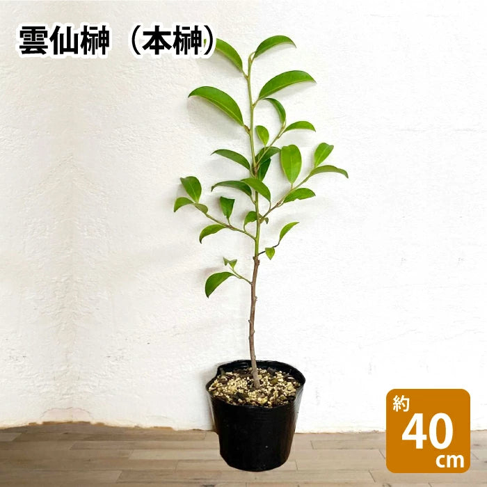 Unzen Sakaki (Hon-Sakaki) A variety that is resistant to late afternoon sun. Height around 0.4m.